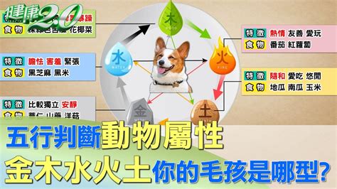 動物五行|【動物 五行】揭秘動物五行屬性，幫你找到最契合的毛孩！